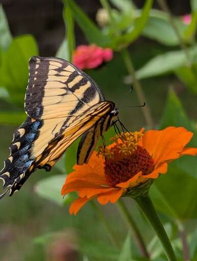 a yellow butterfly on a Zinnia flower. 