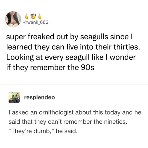 Text saying they are freaked out by seagulls because they can live to their 30s, looking and every seagull i wonder if they remember the 90s. Second person says they asked an expert and he said they can't cos they're stupid