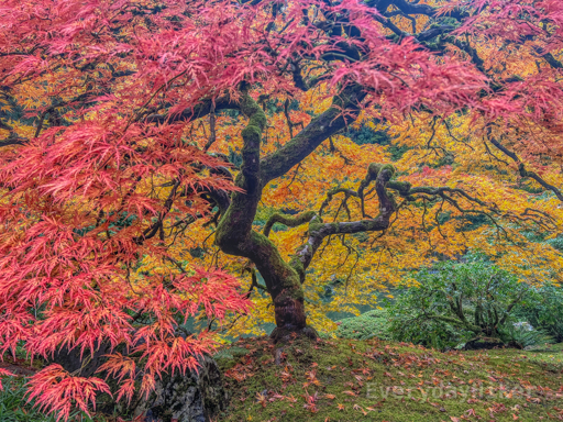 A stunning Japanese Maple, with the foreground on the left in shades of orange and red while the backside towards the right is more of a yellow orange hue.  Much of the trunk and limbs may also be seen.