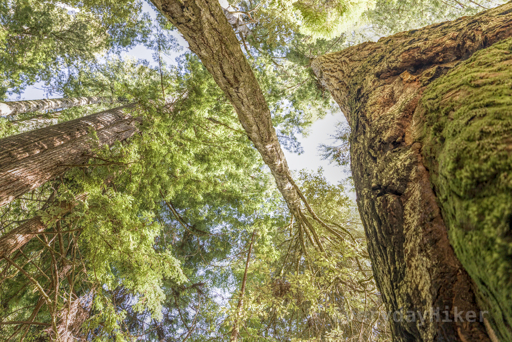 Looking up along the Redwood on the right of frame, while a leaning Redwood cuts across from top to middle lower frame, causing an interesting perspective of trees going everywhere.  Shot on Canon 24-50mm.